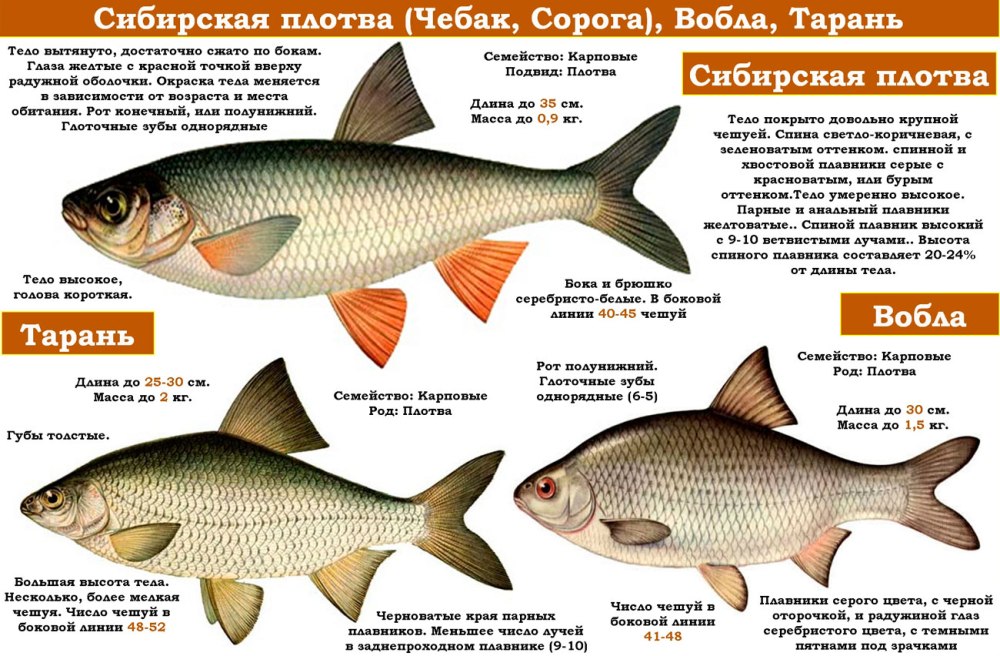 Плотва чебак красноперка отличия