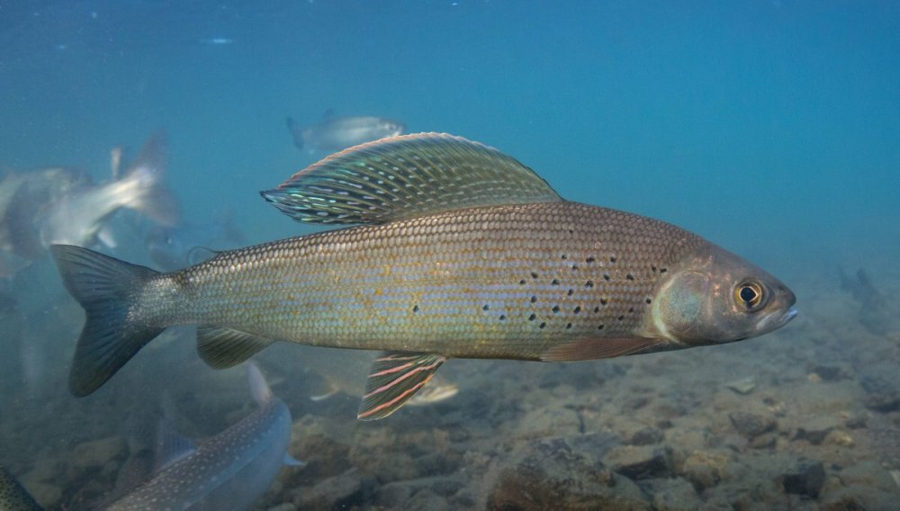 Сибирский хариус - Thymallus arcticus