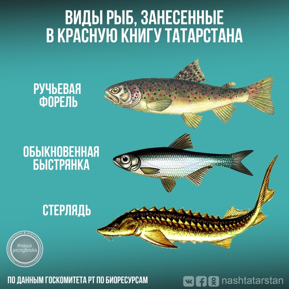 Рыбы занесенные в красную книгу Республики Татарстан