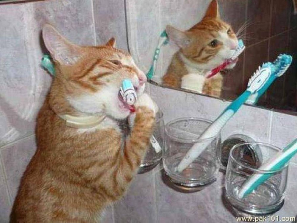 Чистить зубы животным