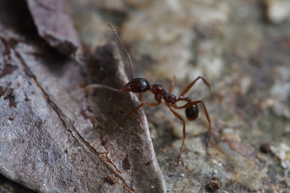 Aphaenogaster Barbara