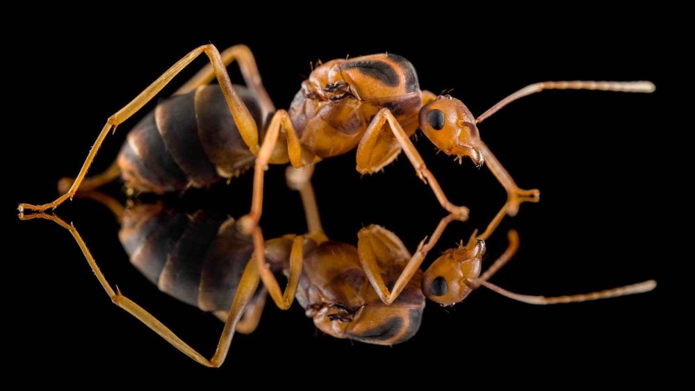 Желтые муравьи anoplolepis gracilipes