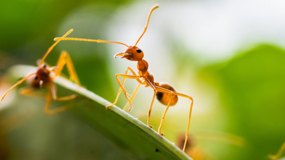 Муравьи «anoplolepis gracilipes»