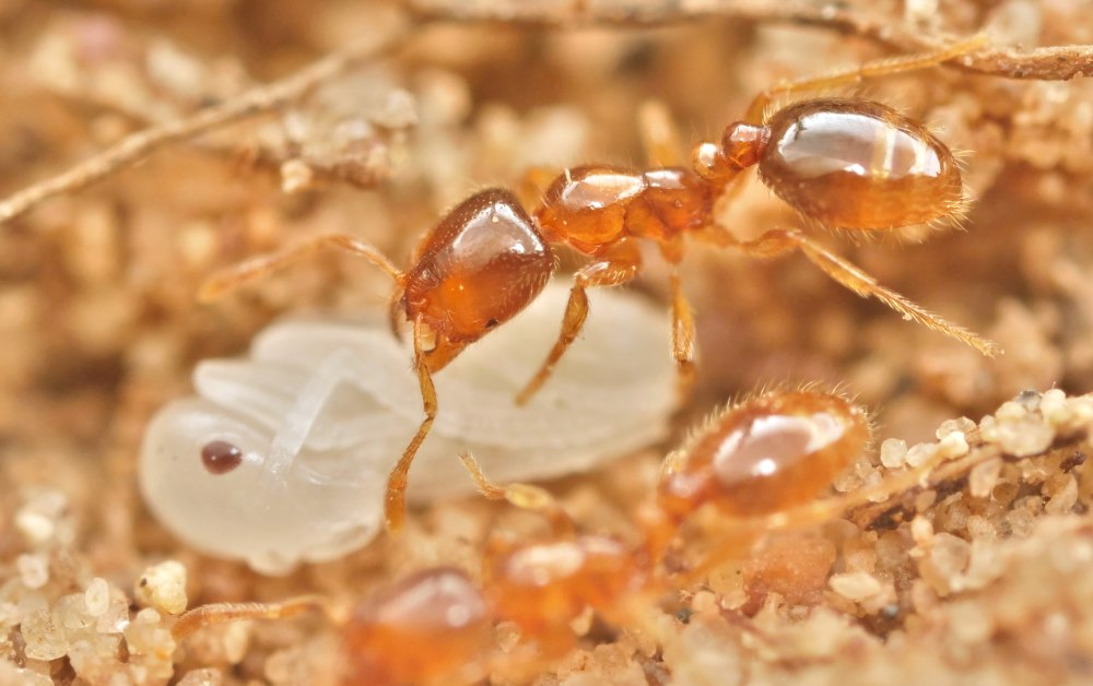 Муравьи Solenopsis fugax