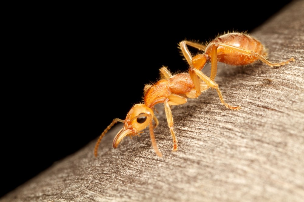 Nothomyrmecia macrops