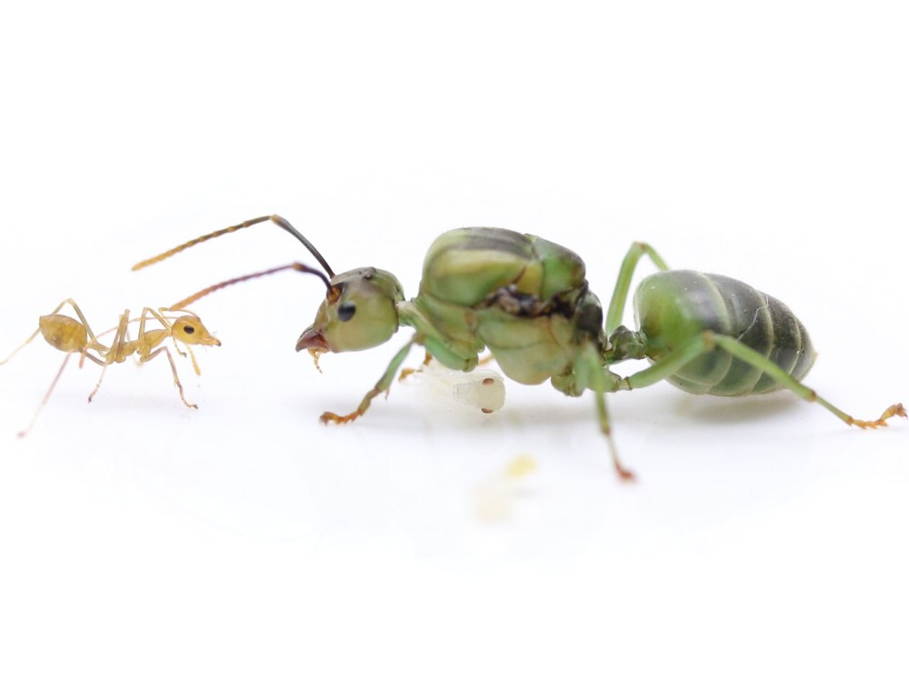 Муравей Oecophylla smaragdina