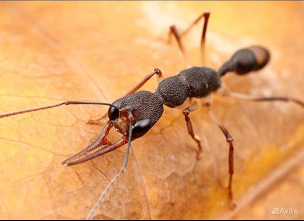 Муравьи Harpegnathos Venator