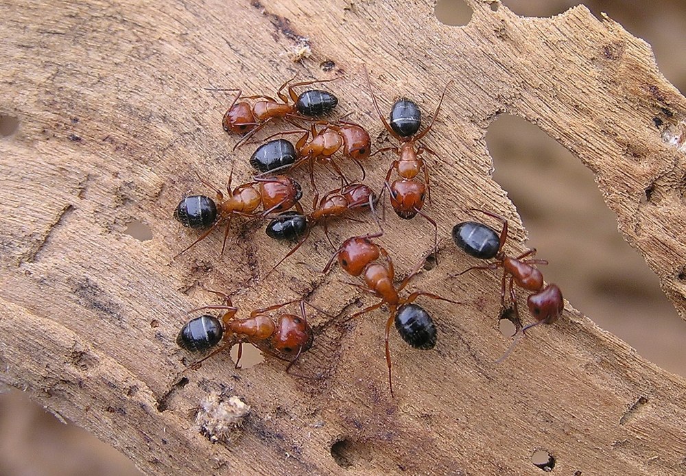Муравьи-древоточцы (Camponotus)