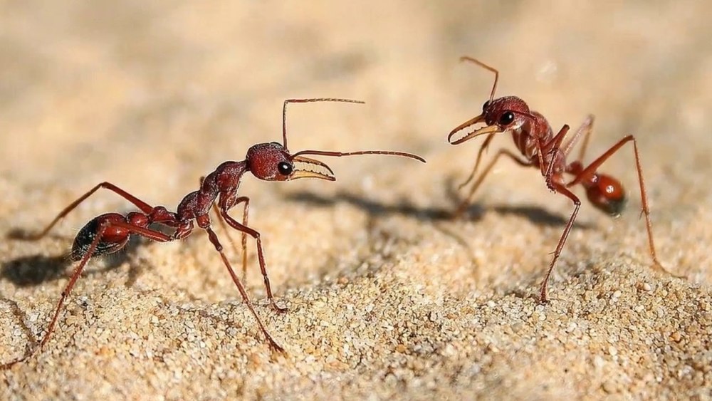 Муравьи - Myrmecia nigriscapa