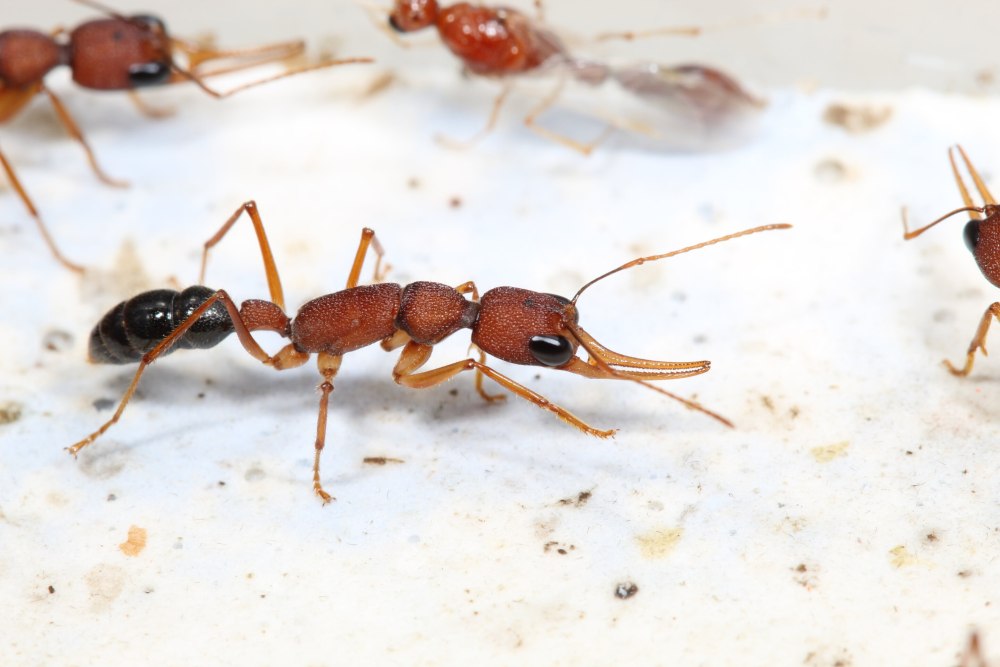 Harpegnathos Saltator