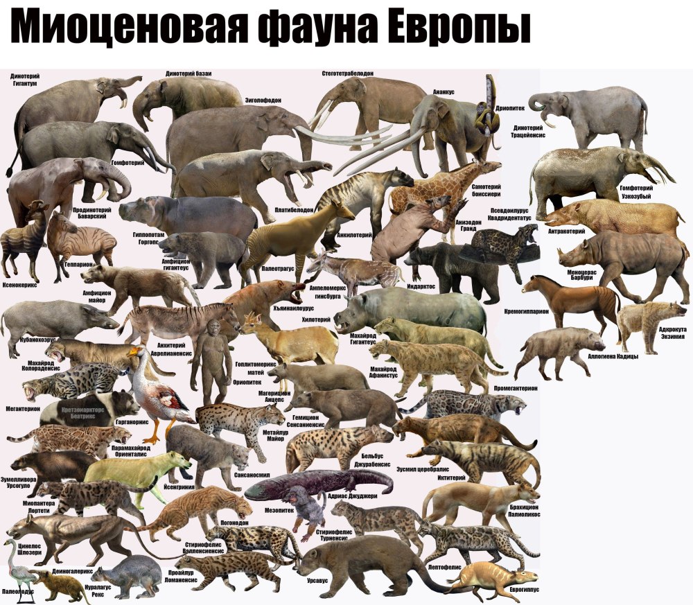 Миоценовая фауна Африки