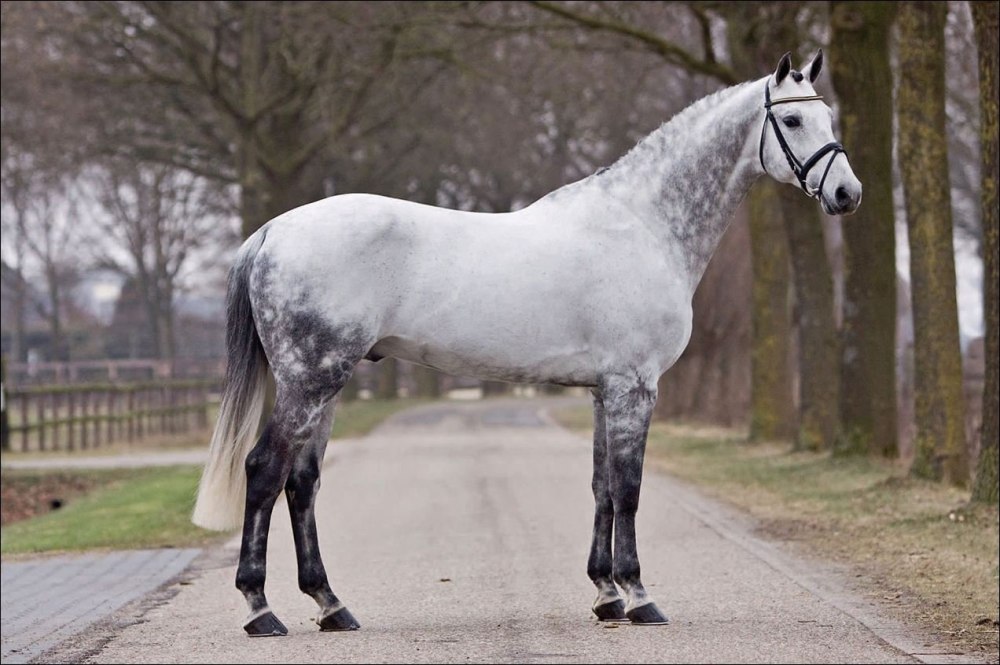 Порода лошадей французский верховой