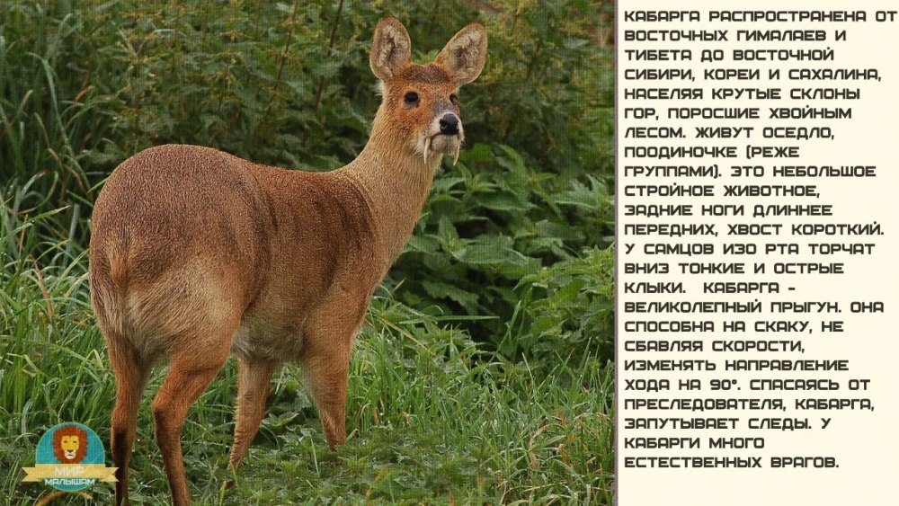 Красная книга Кузбасса кабарга