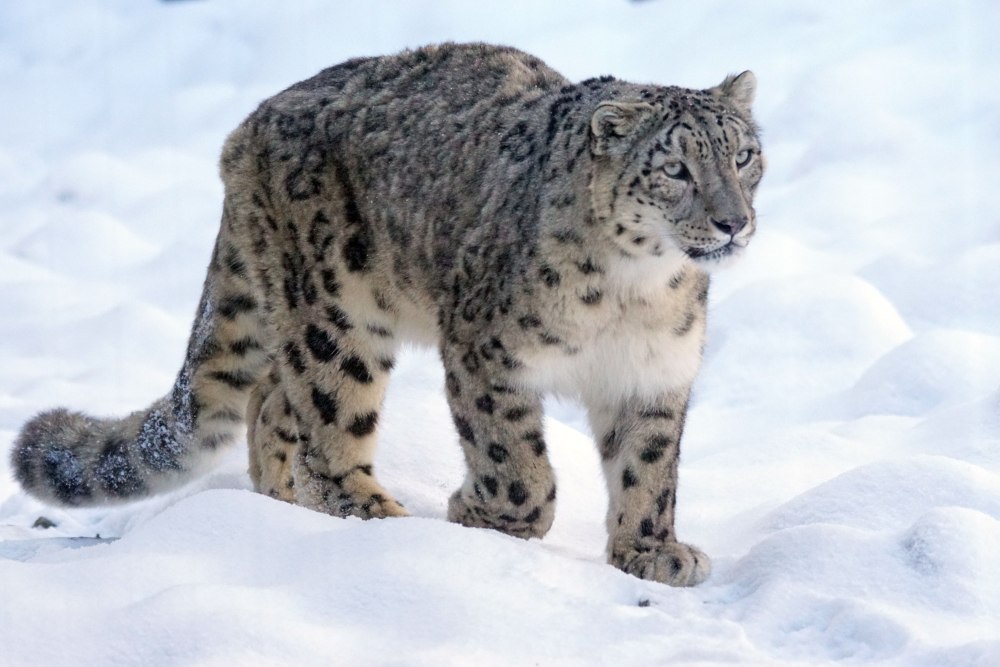 - Снежный Барс (Panthera uncia