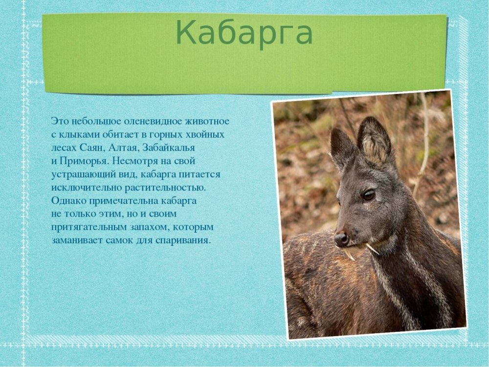 Животные Забайкальского края занесенные в красную книгу России