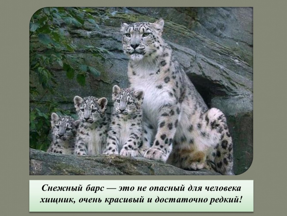 Снежный Барс Алтай