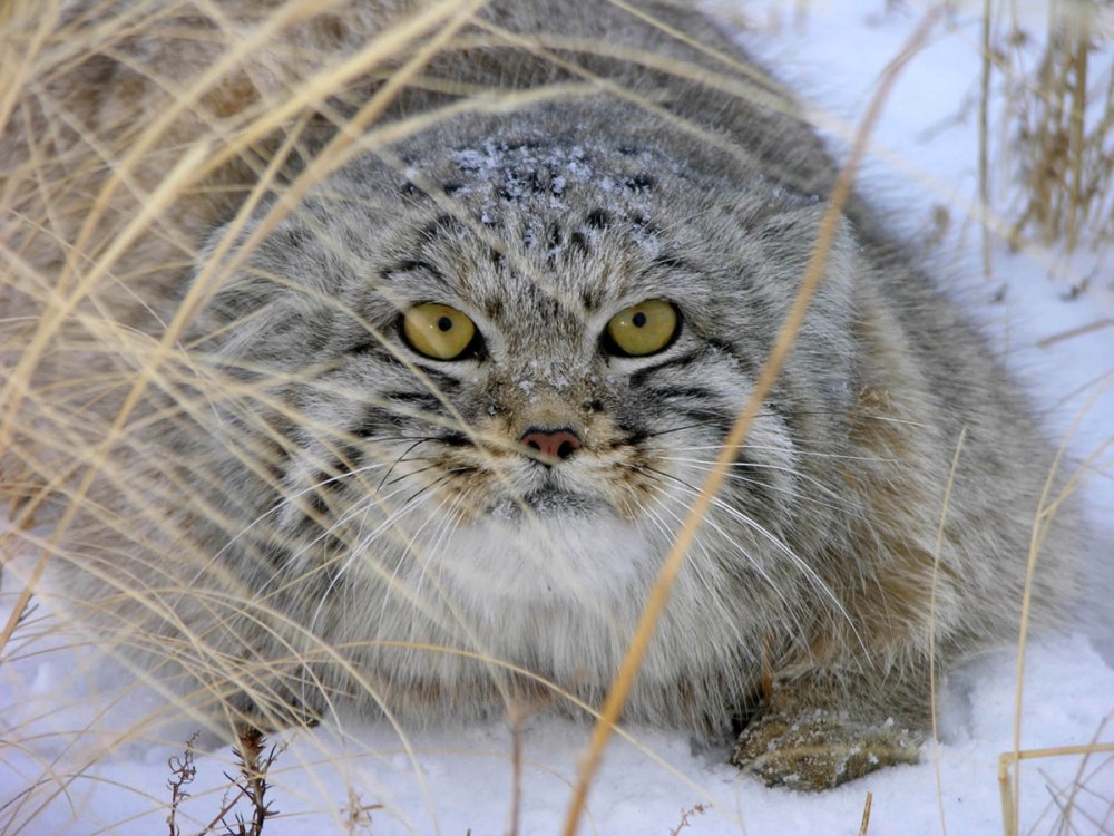 Степной кот Манул