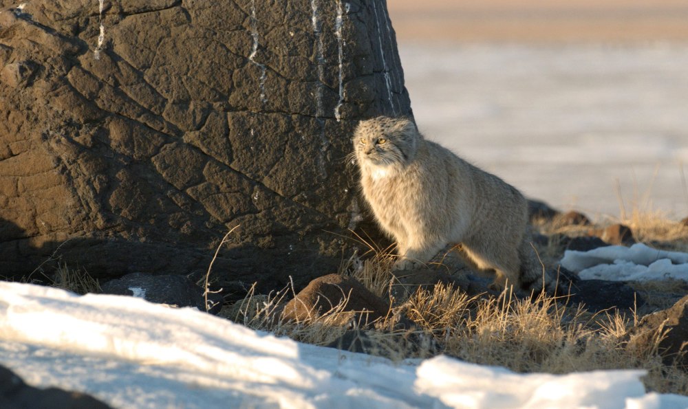 Кот Манул Забайкалье Даурский заповедник