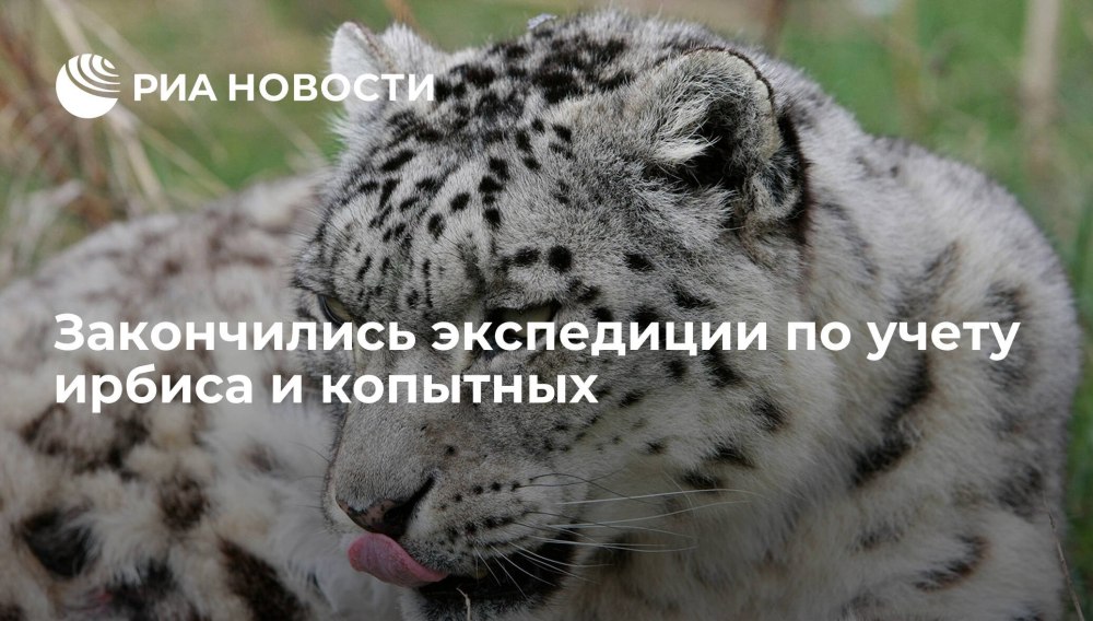 Снежный Барс Кош-Агач