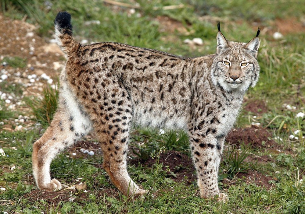 Обыкновенная Рысь Lynx Lynx