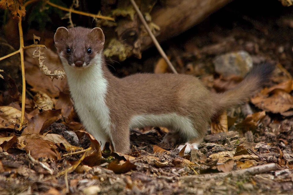 Горноста́й (лат. Mustela erminea)