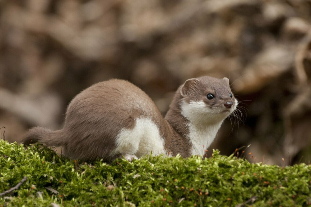 Ласка (Mustela nivalis)