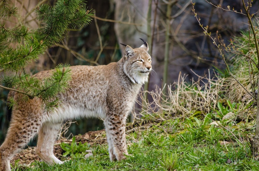 Обыкновенная Рысь Lynx Lynx