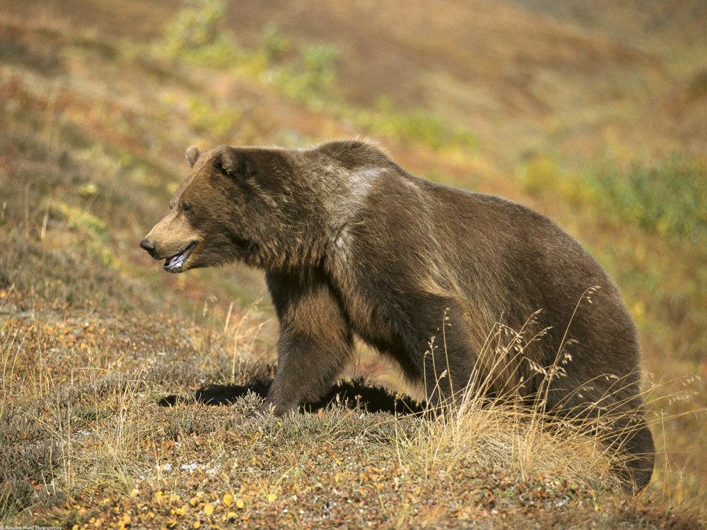 Медведь Гризли