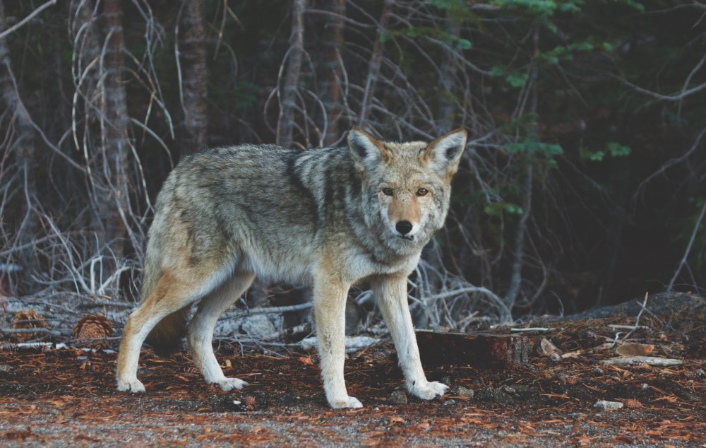 Кенайский волк canis Lupus alces