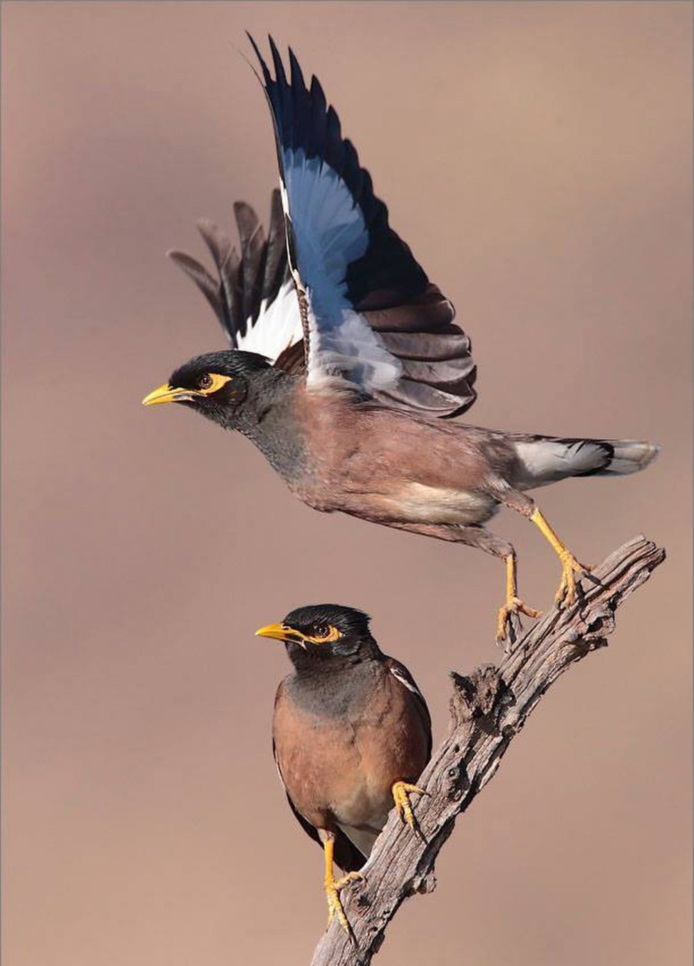 Майна обыкновенная (common Myna).