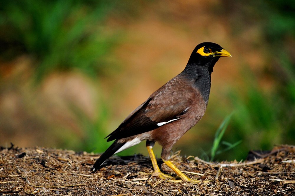 Майна обыкновенная (common Myna).