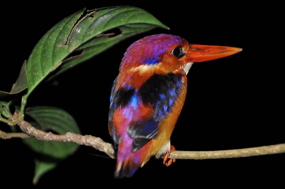 Oriental Dwarf Kingfisher