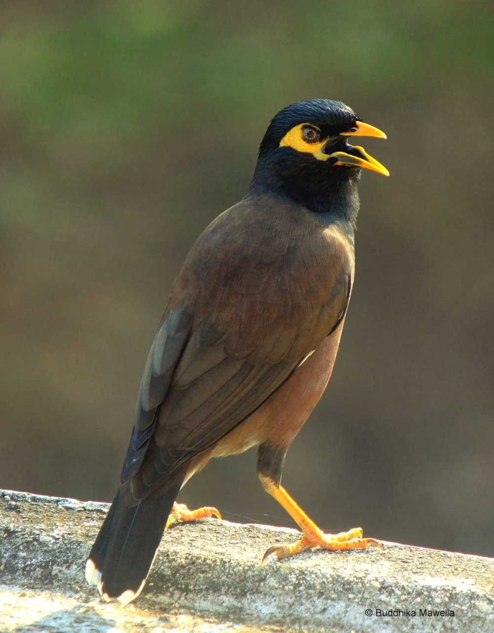 Common Myna
