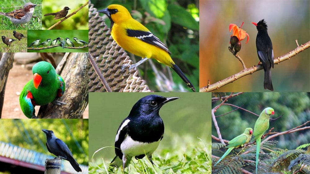 Different Types of Birds