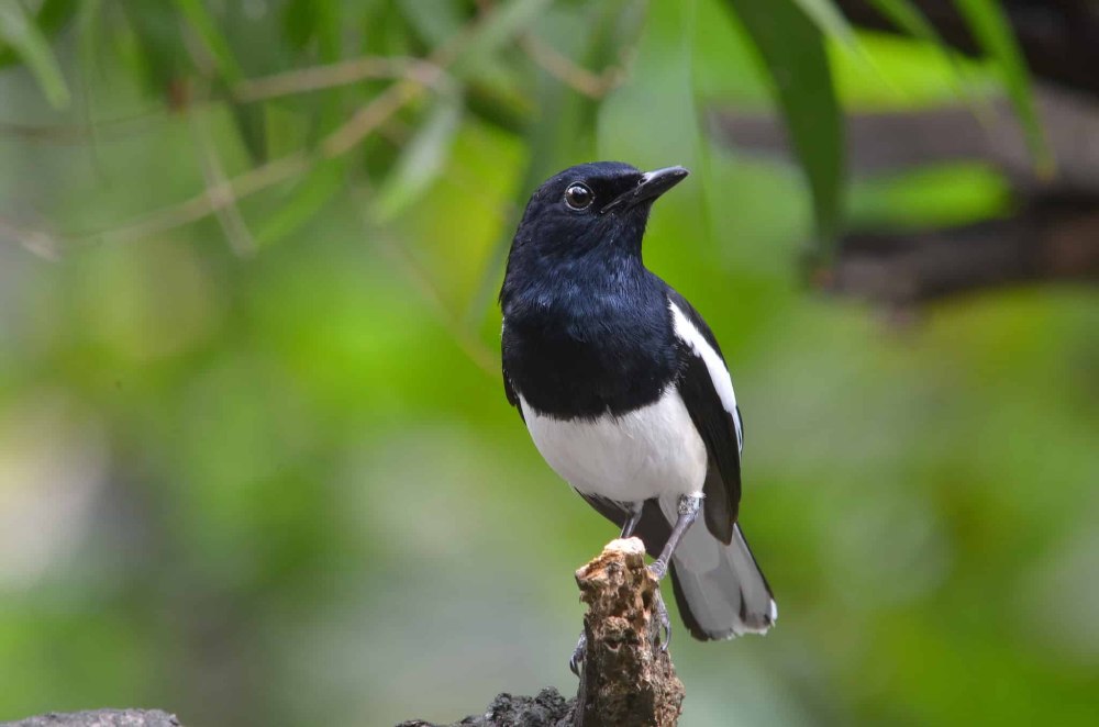 Copsychus saularis