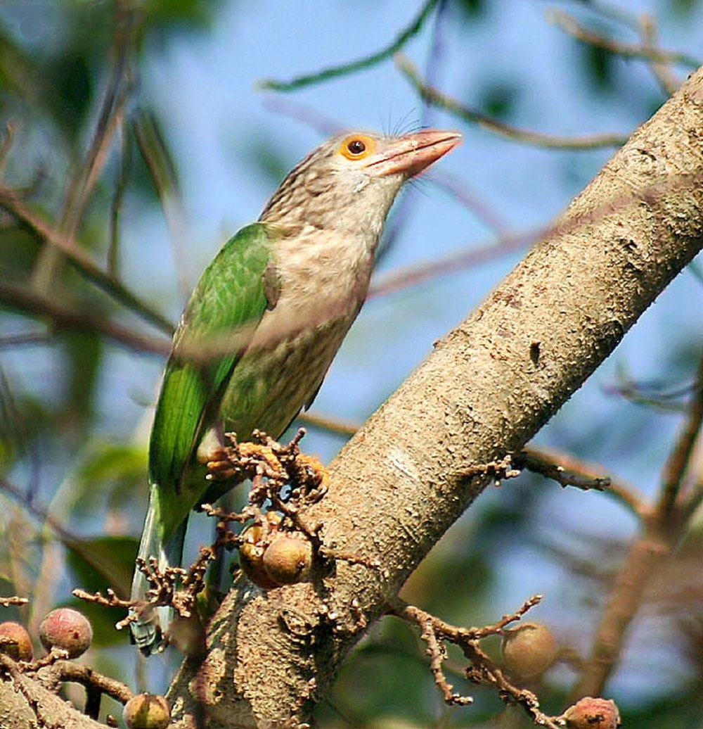 Megalaima lineata
