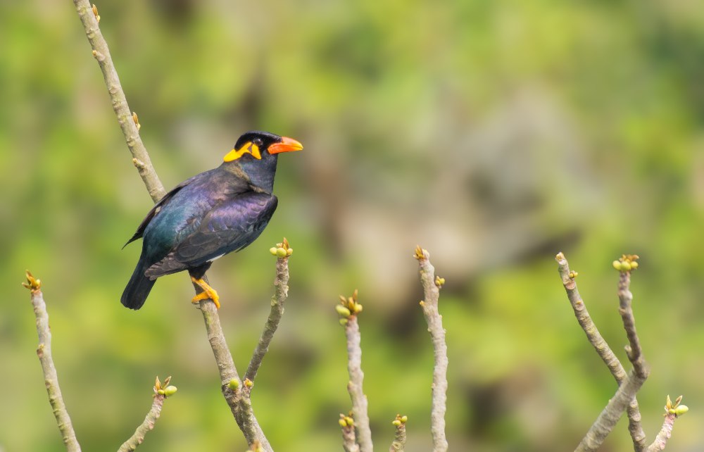 Avian malaria