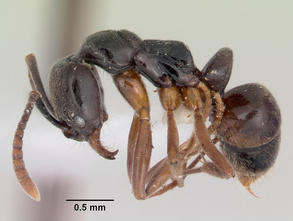 Муравьи Brachyponera chinensis