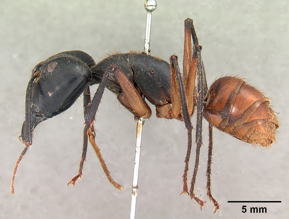 Муравей Camponotus Gigas