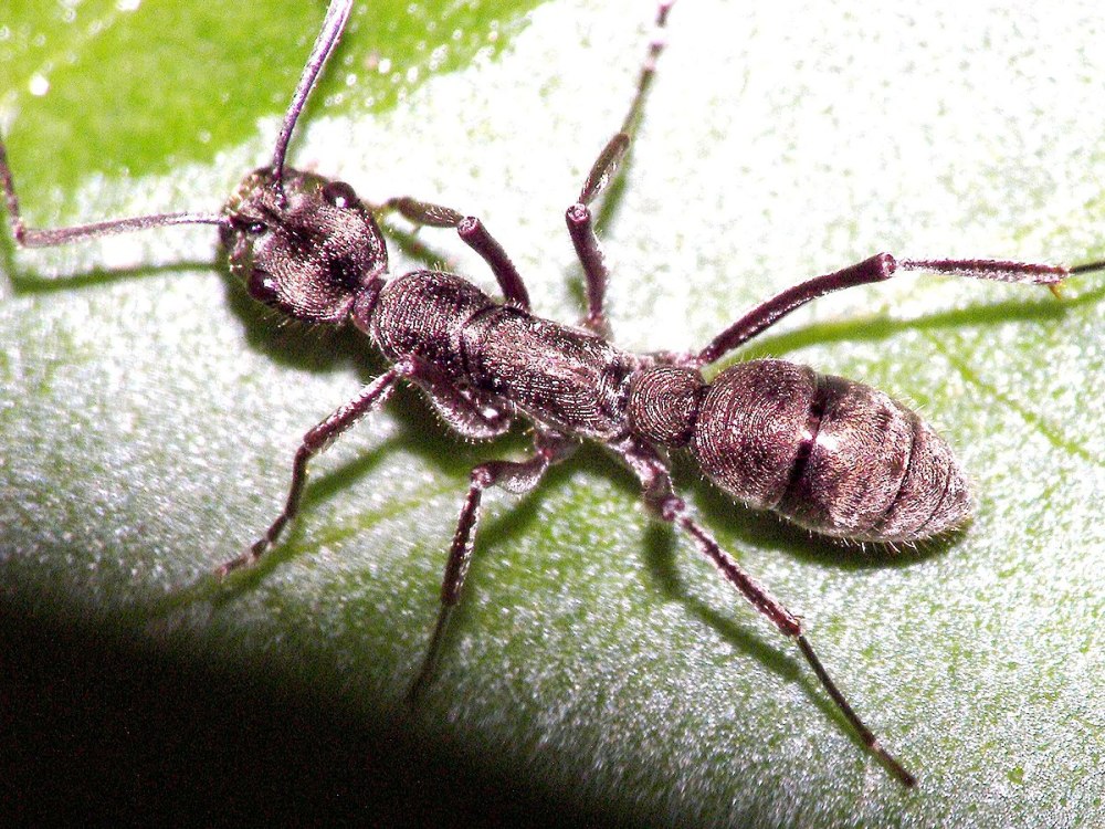 Diacamma violaceum