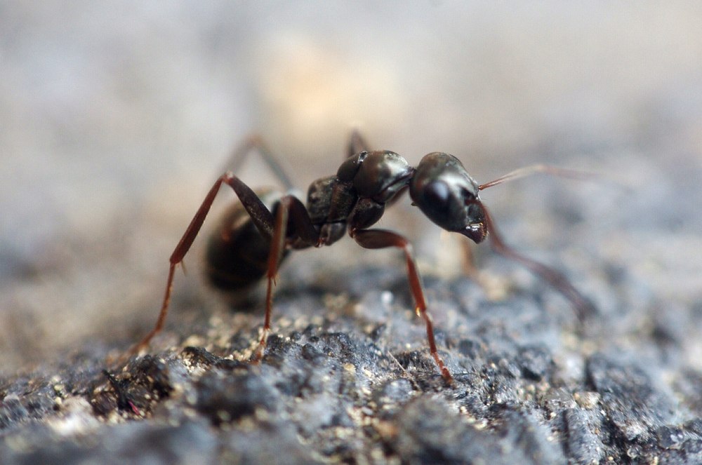 Виды муравьев таиланда