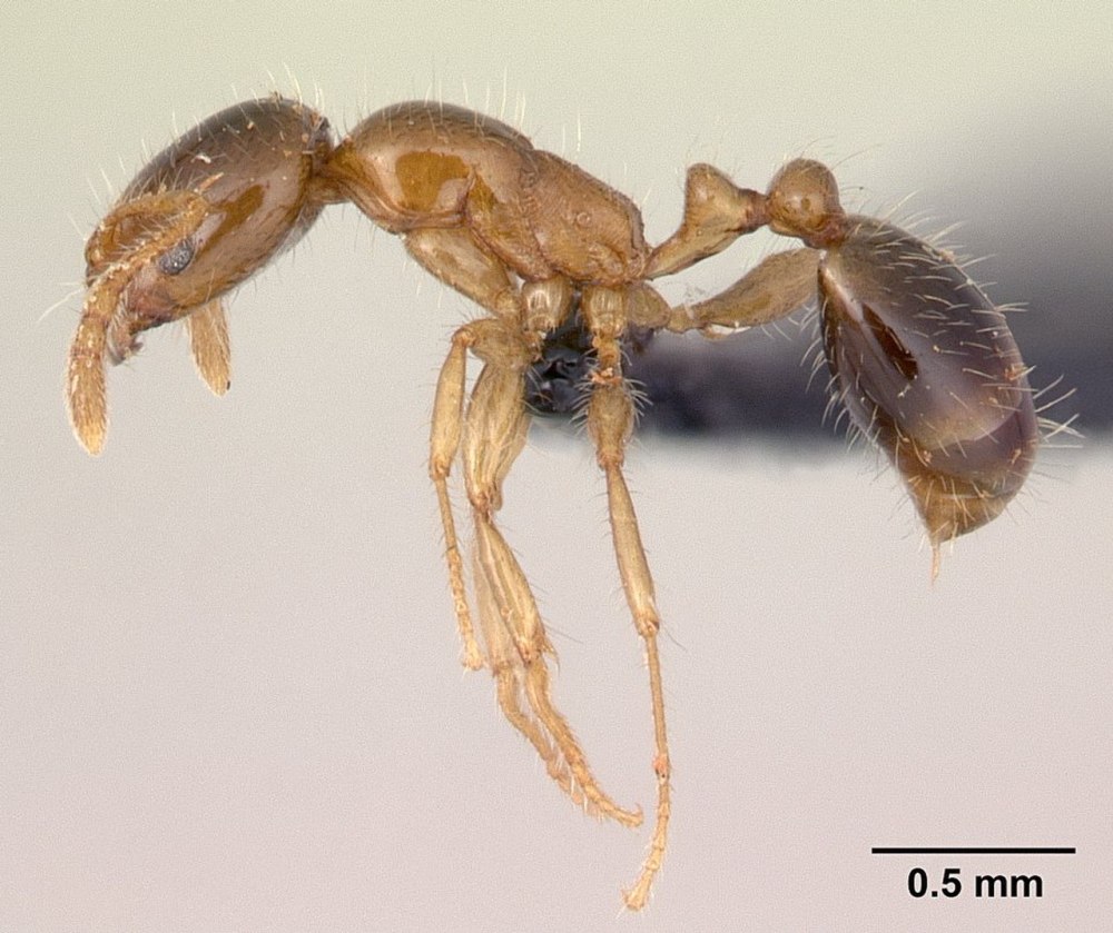 South Ant