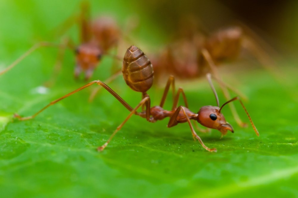 Ants communicating
