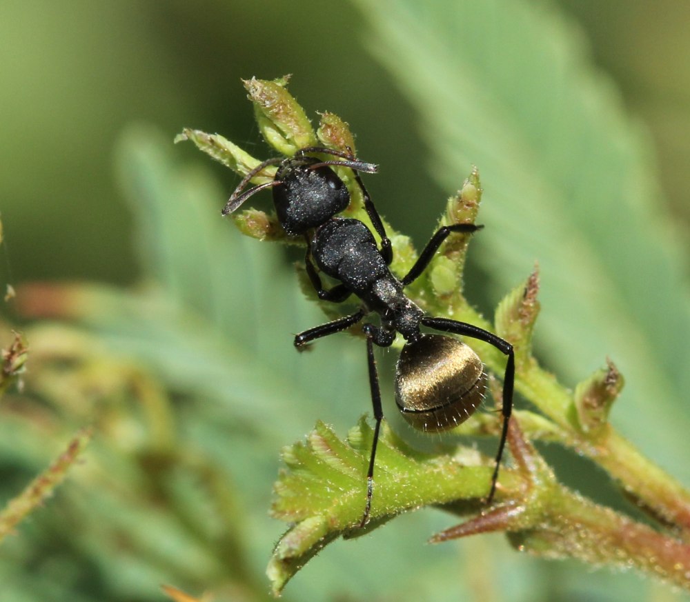 Camponotus (orthonotomyrmex) sericeus