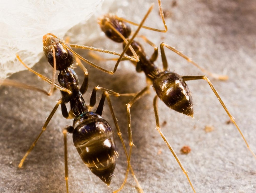Муравья Paratrechina longicornis