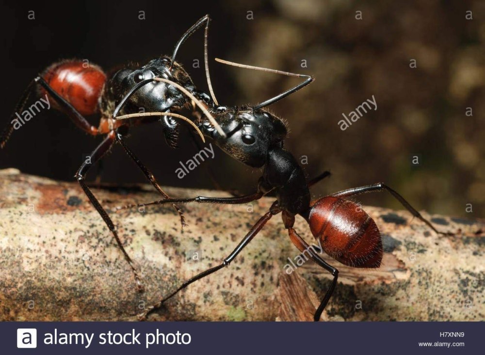 Самка Camponotus Gigas