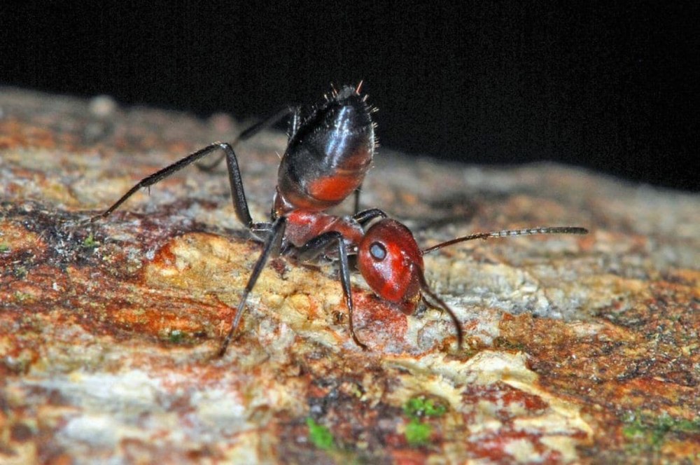 Colobopsis EXPLODENS