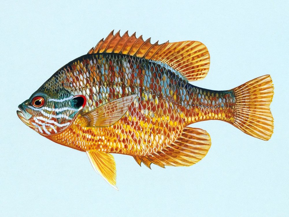 Lepomis gibbosus