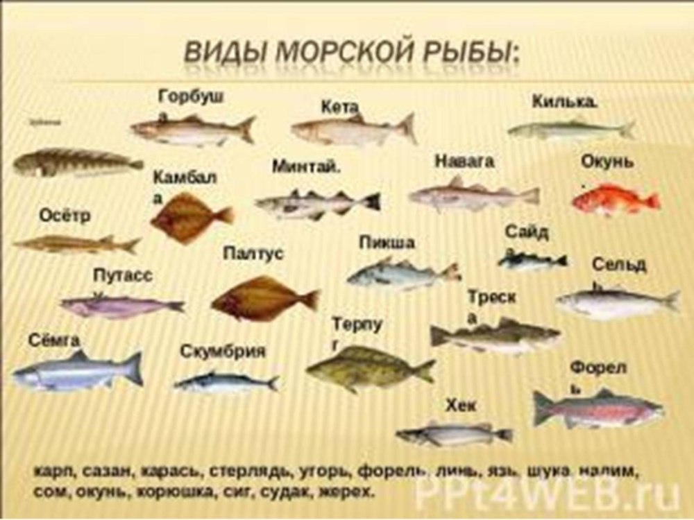 Виды морской рыбы для еды фото и названия