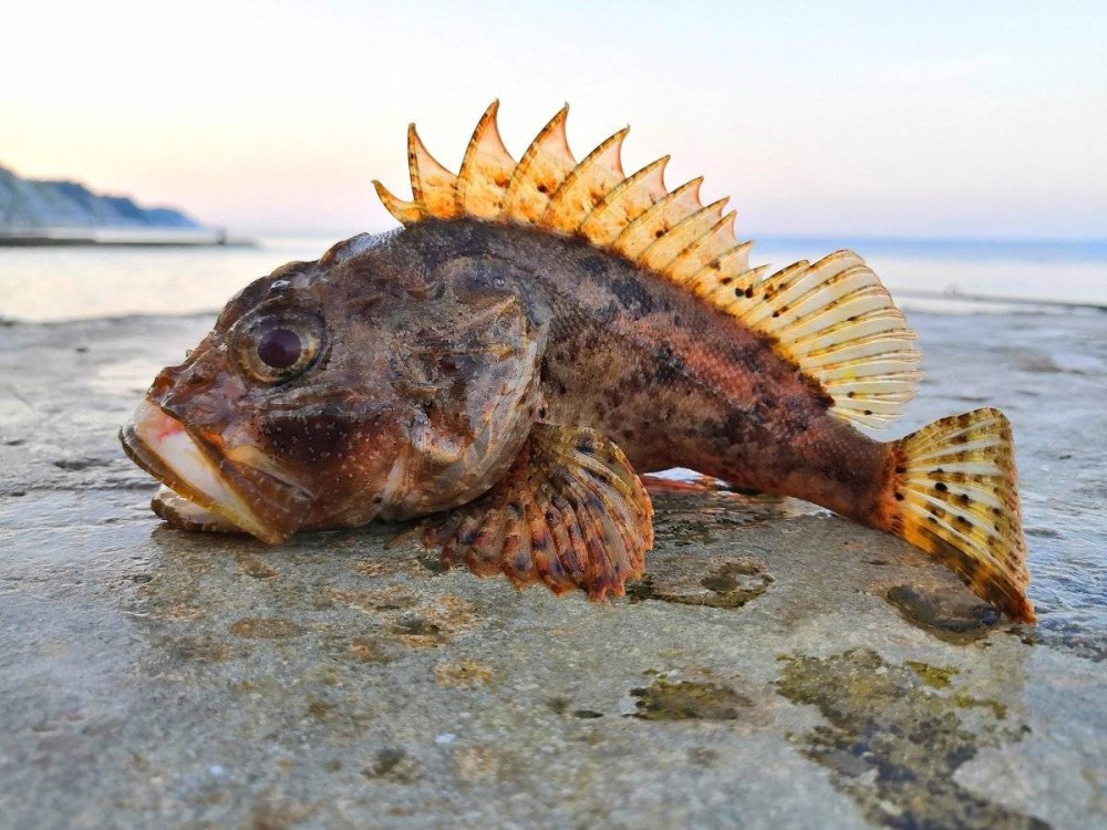 Морской Ерш скорпена